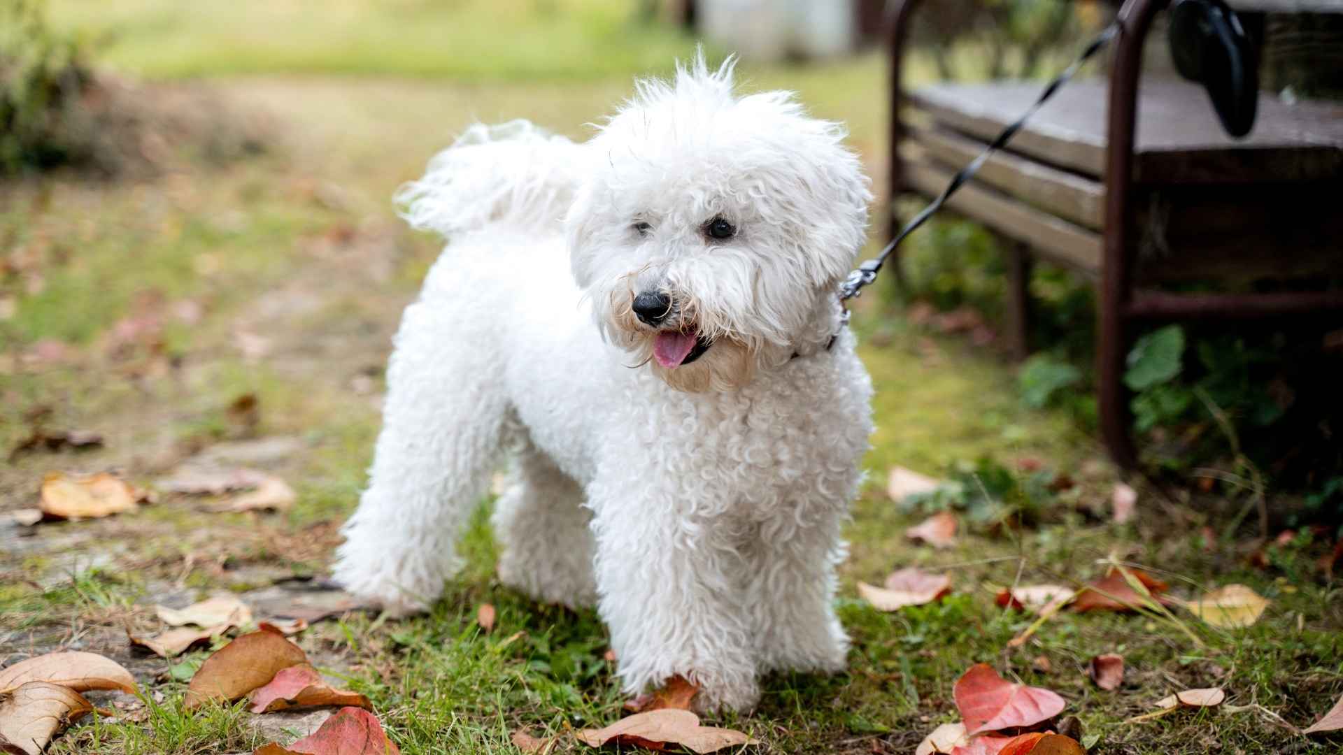 Bichón frisé perro